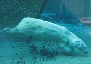 Polar bear diving in a zoo