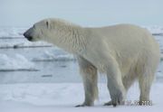 The long muzzle and neck of the polar bear help it to search in deep holes for seals, while powerful hindquarters enable it to drag massive prey.