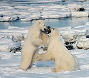 Polar bear males frequently play-fight. During the mating season, actual fighting is intense and often leaves scars or broken teeth.