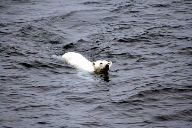 Image:Polar bear arctic.JPG