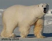 Twice as large as lions or tigers, adult male polar bears have been a highly prized target of hunters for thousands of years.