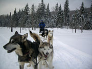 Dogsleds are used for recreational hunting of polar bears in Canada. Use of motorized vehicles is forbidden.