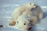 Mothers and cubs have high nutritional requirements, which may not be met if the seal-hunting season is too short.