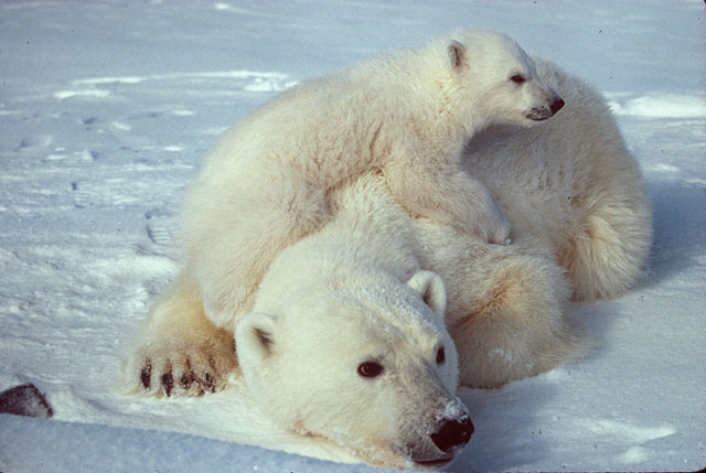 Image:Ursus maritimus Polar bear with cub 2.jpg