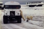 Polar bears investigate a tundra buggy on a bear-watching expedition near Churchill, Manitoba.
