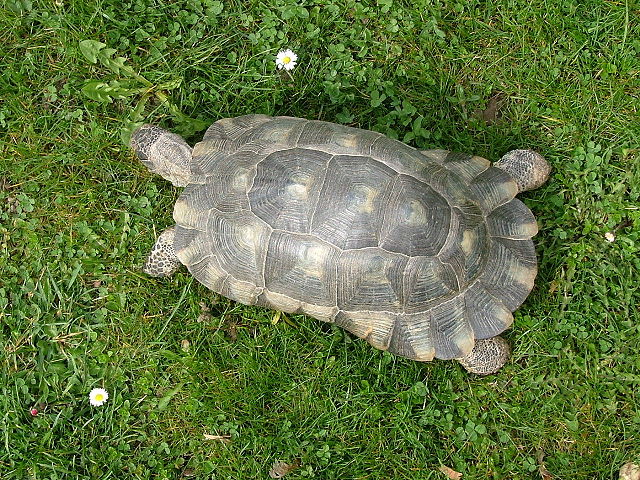 Image:Marginata0005.JPG