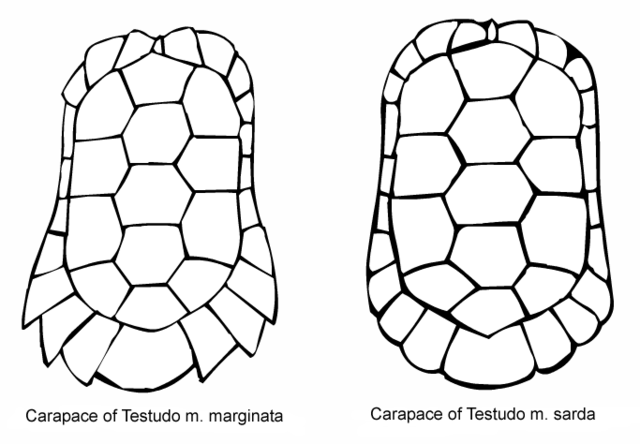 Image:MarginataCarapaceShapes.png