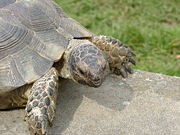 Close up of forearms and head, showing the particularly large scales.