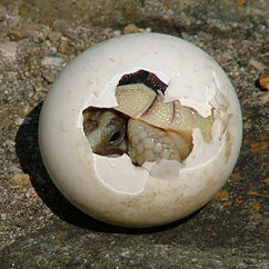 A Marginated Tortoise emerges into the world.