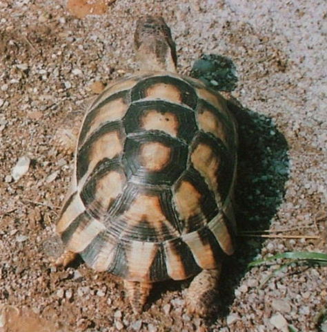 Image:Testudo marginata5.jpg