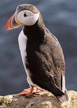 Atlantic Puffin (F. arctica)