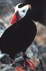 Tufted Puffin (F. cirrhata).