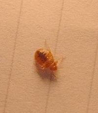 Bedbug (shown on writing paper)