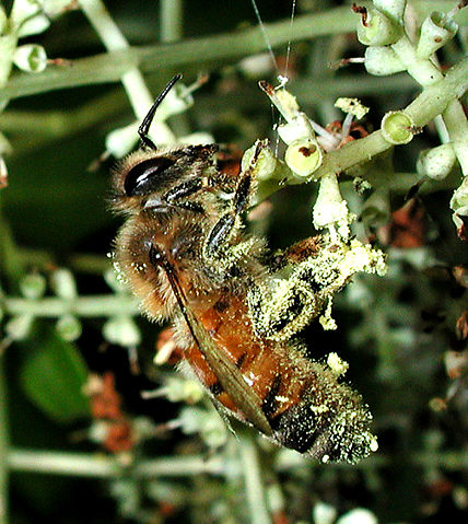 Image:Honeybee pollen 1165.jpg