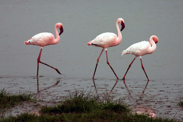 Image:Lesser-flamingos.jpg