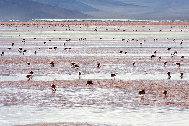 Image:Andean Flamingos Laguna Colorada Bolivia Luca Galuzzi 2006.jpg