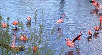 American Flamingos at Chester Zoo.