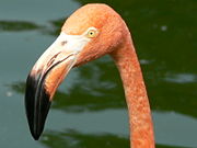 The arcuate bill of this American Flamingo is well adapted to bottom scooping