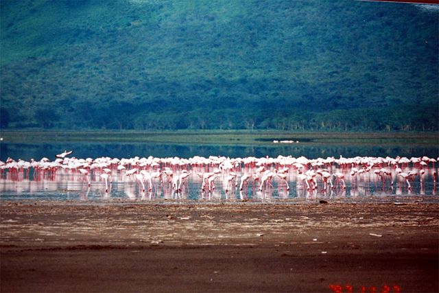 Image:Flamingos at lake Nakuru.jpg