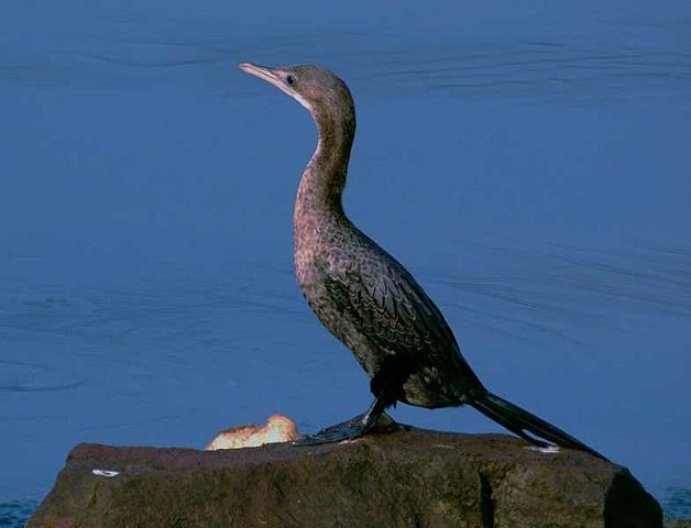 Image:Smallcormorant.jpg