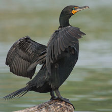 The Double-crested Cormorant's crests are normally not visible