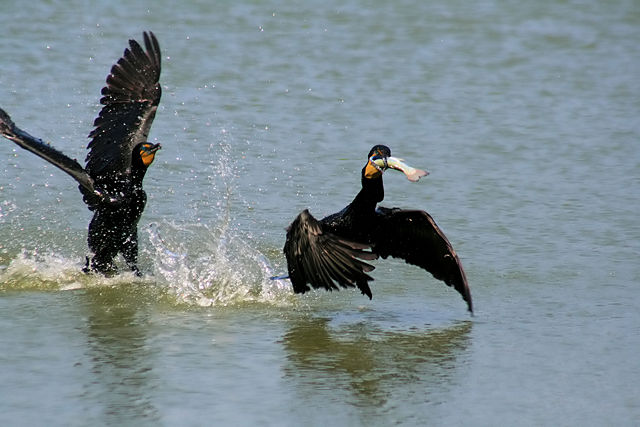 Image:Two Phalacrocorax auritus and one fish edit.jpg