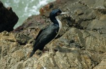 Guanay Cormorant, Phalacrocorax bougainvillii