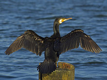 Great Cormorant (Phalacrocorax carbo) drying its wings