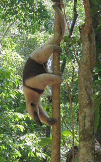 Northern Tamandua(Tamandua mexicana)