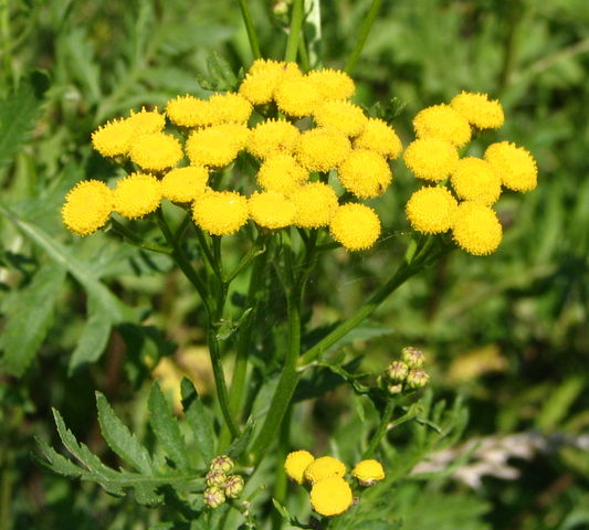 Image:Unknown tall yellow flower bgiu.jpg