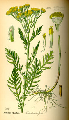 Illustration of a tansy