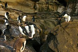 Eudyptes chrysocome chrysocome on Saunders Island, Falkland Islands hopping over a crack.