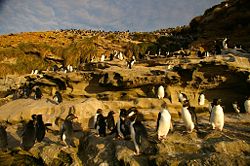 Eudyptes chrysocome chrysocome colony on Saunders Island, Falkland Islands