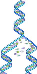 The replicator in virtually all known life is deoxyribonucleic acid. DNA is far more complex than the original replicator and its replication systems are highly elaborate.