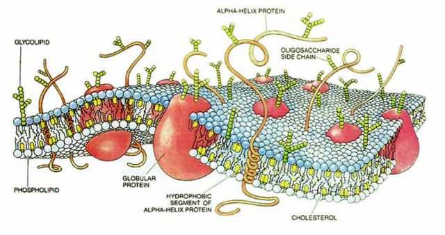 Image:CellMembraneDrawing.jpg