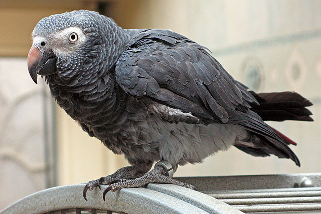 Image:Psittacus erithacus timneh-parrot on cage.jpg