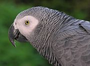 Congo African Grey parrot