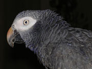 Timmeh African Grey Parrot showing pale upper mandible