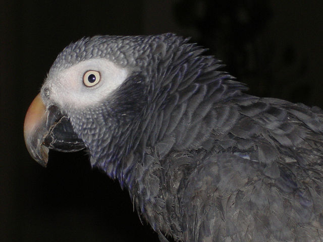 Image:Timneh African Grey Parrot -side of head and face.jpg