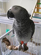 A pet Congo African Grey Parrot