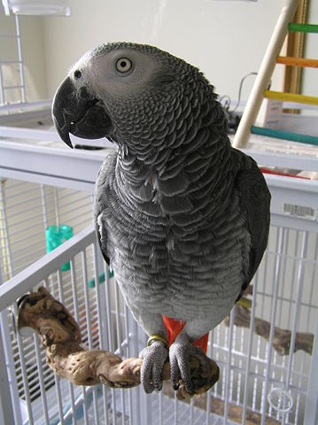 Image:Congo African Grey pet on a perch.JPG