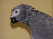 Juvenile Congo African Grey Parrot. Irises are dark grey.