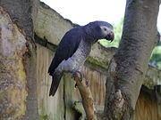Timneh African Grey Parrot (wings clipped)