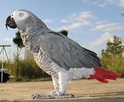 Congo African Grey parrot (wings clipped)