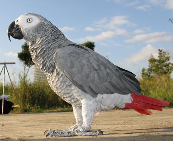 Image:2007-10-28 AfricanGrayParrot SideView Meru.jpg