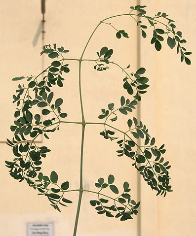 Image:Sonjna (Moringa oleifera) leaf at Kolkata W IMG 2119.jpg