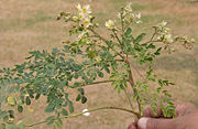 leaves with flowers  in  Kolkata, West Bengal, India.