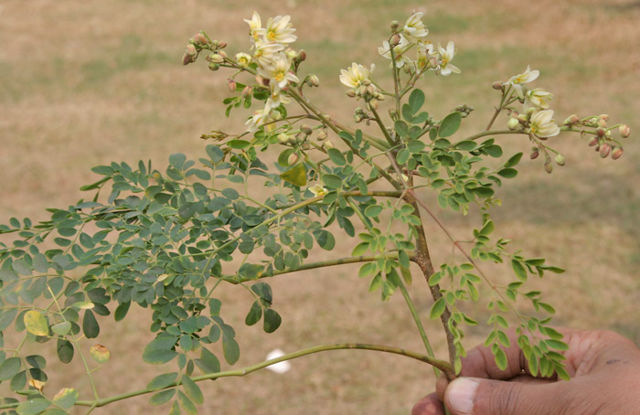 Image:Sonjna (Moringa oleifera) leaves with flowers at Kolkata W IMG 2125.jpg