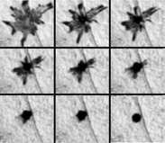 A single zebrafish melanophore imaged by time-lapse photography during pigment aggregation