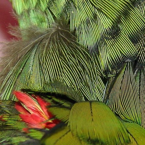 Image:AmazonFeathers.jpg